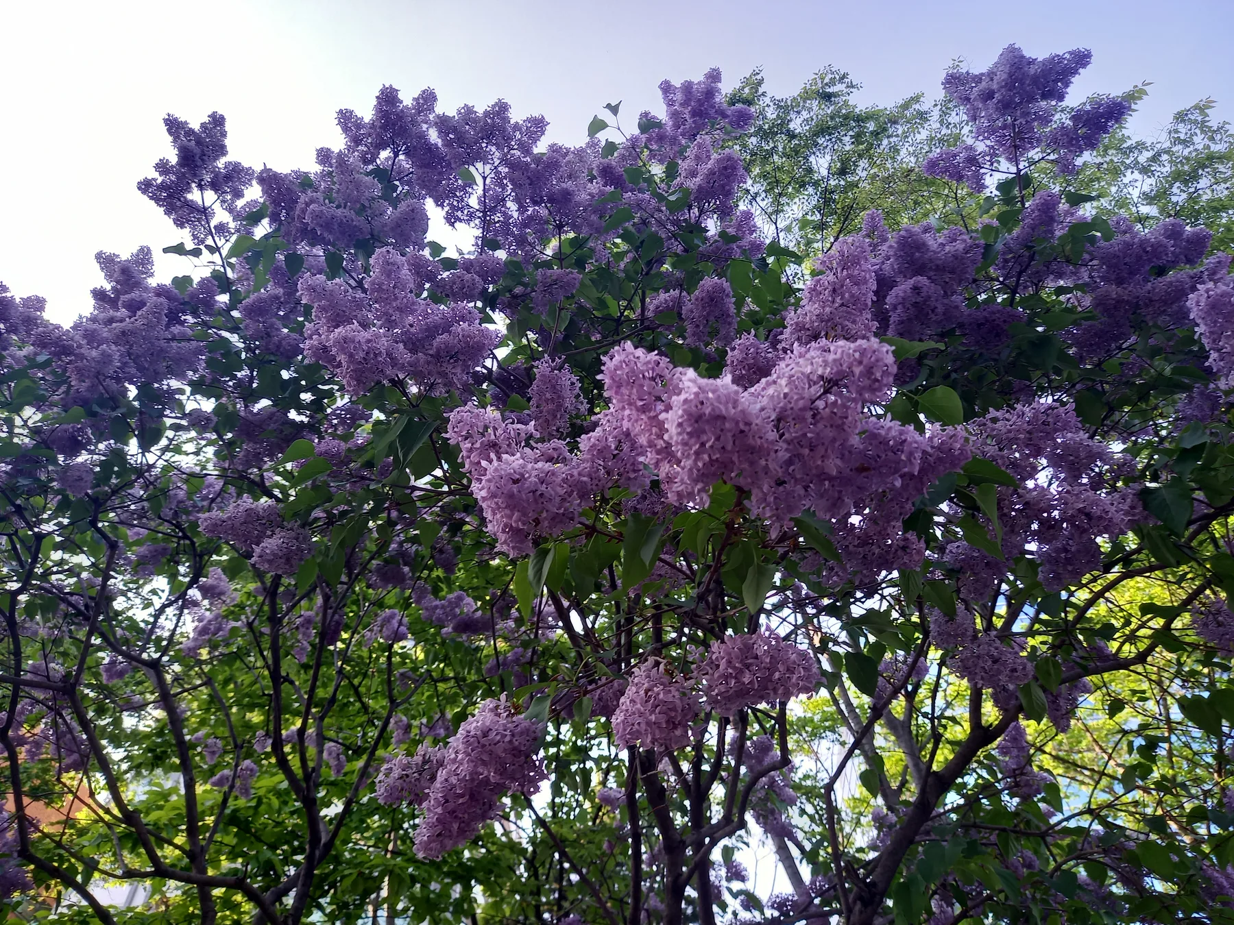 5月の札幌に咲くライラック